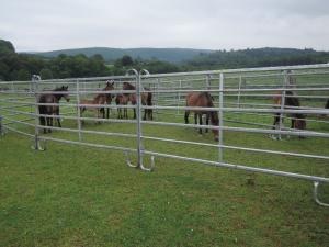 Sortierung der Ponys